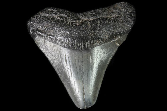 Juvenile Megalodon Tooth - Georgia #83638